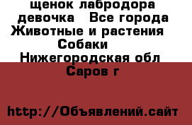 щенок лабродора девочка - Все города Животные и растения » Собаки   . Нижегородская обл.,Саров г.